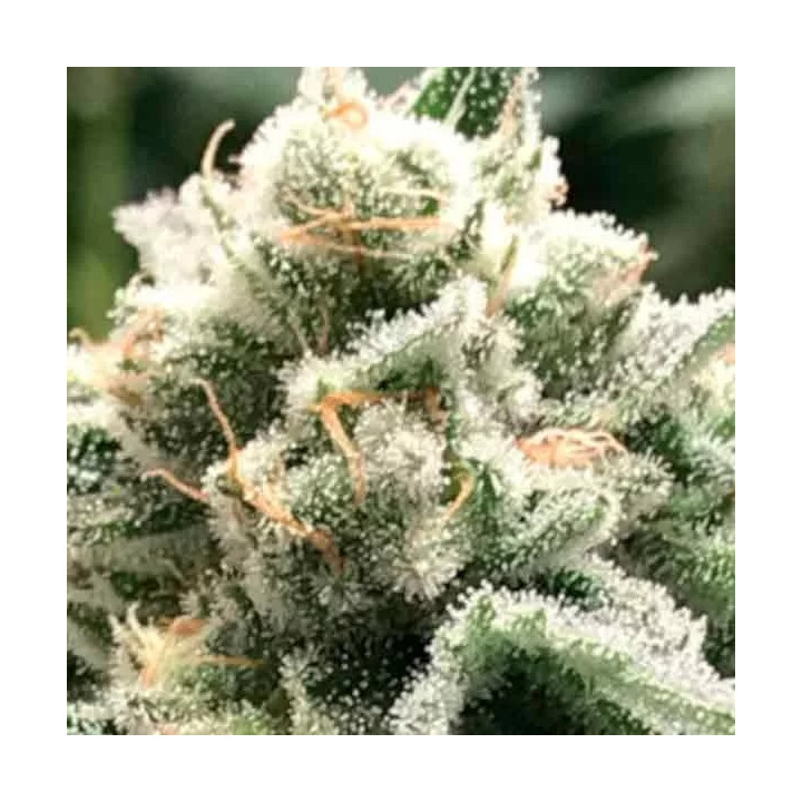 Sublimator FeminizadaR-Kiem Seeds