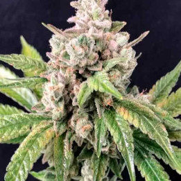  Deadcheese Feminizada【R-Kiem Seeds】
