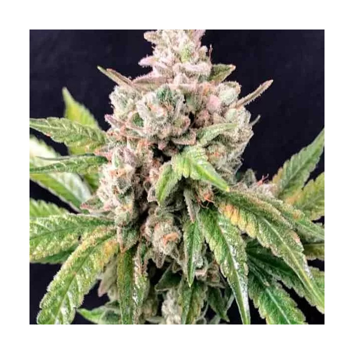 Deadcheese FeminizadaR-Kiem Seeds