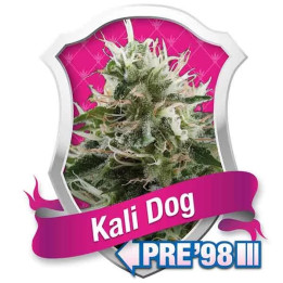  Kali Dog Feminizada【Royal Queen Seeds】