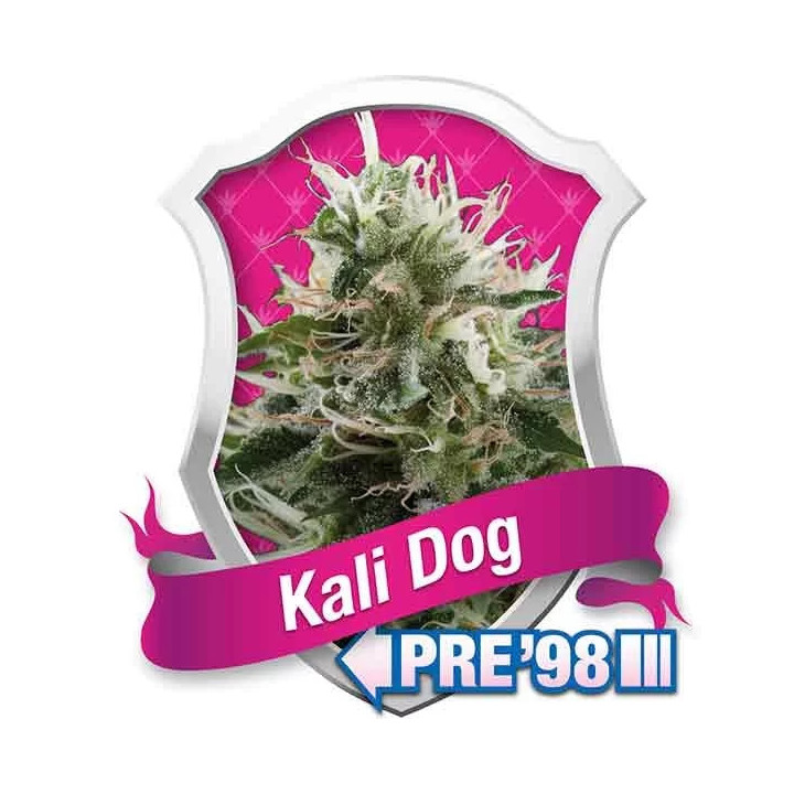 Kali Dog FeminizadaRoyal Queen Seeds