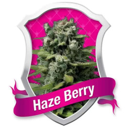 Haze Berry Feminizada【Royal Queen Seeds】