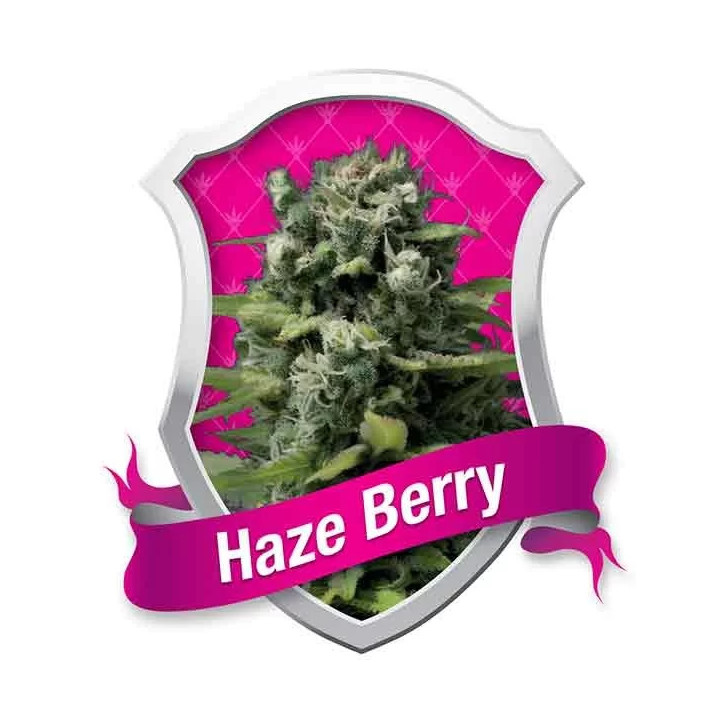 Haze Berry FeminizadaRoyal Queen Seeds