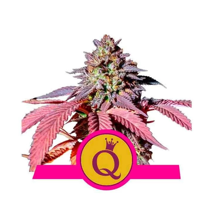Purple Queen FeminizadaRoyal Queen Seeds