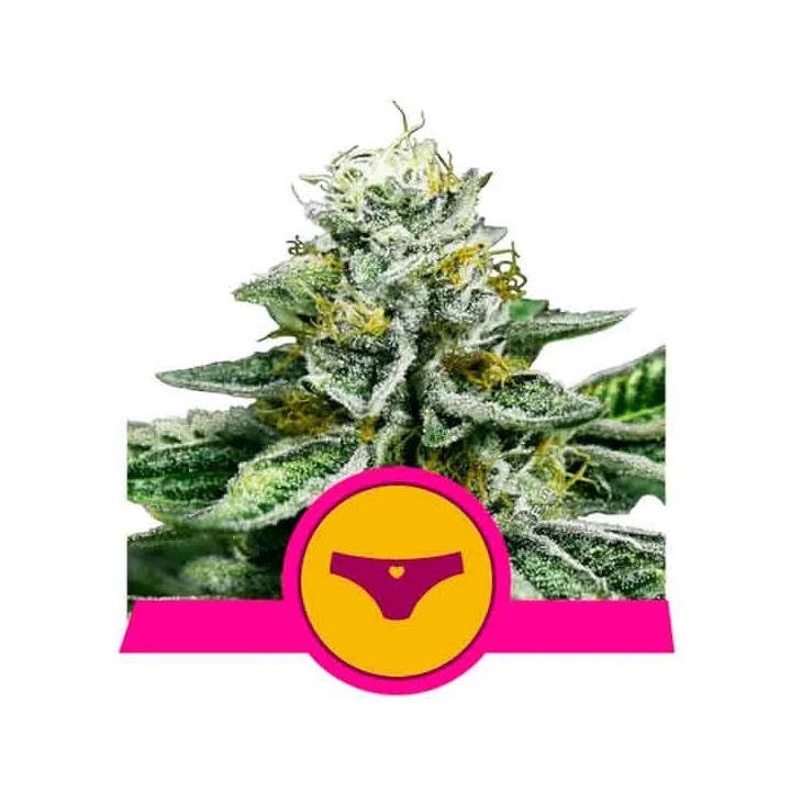 Sherbet Queen FeminizadaRoyal Queen Seeds
