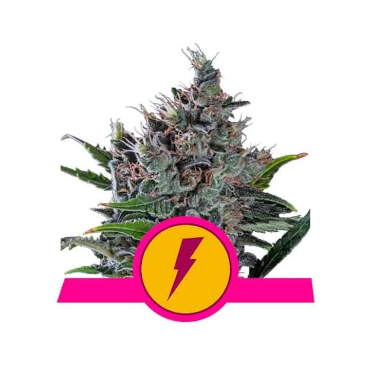 North Thunderfuck FeminizadaRoyal Queen Seeds