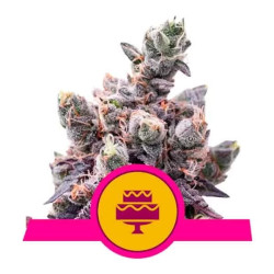 Wedding Gelato