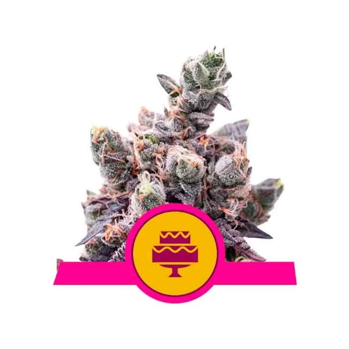 Wedding Gelato FeminizadaRoyal Queen Seeds