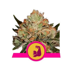 Hulkberry