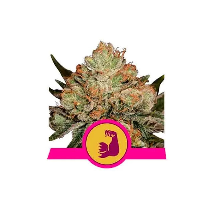 HulkBerry FeminizadaRoyal Queen Seeds