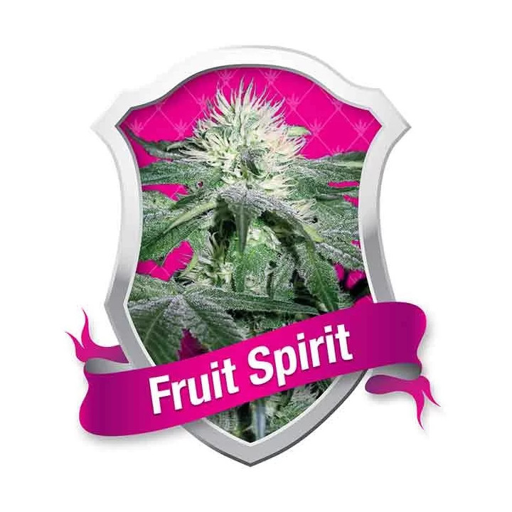 Fruit Spirit FeminizadaRoyal Queen Seeds