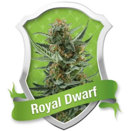  Royal Dwarf Auto【Royal Queen Seeds】