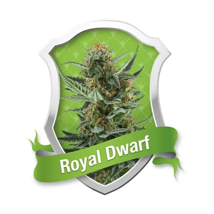 Royal Dwarf AutoRoyal Queen Seeds