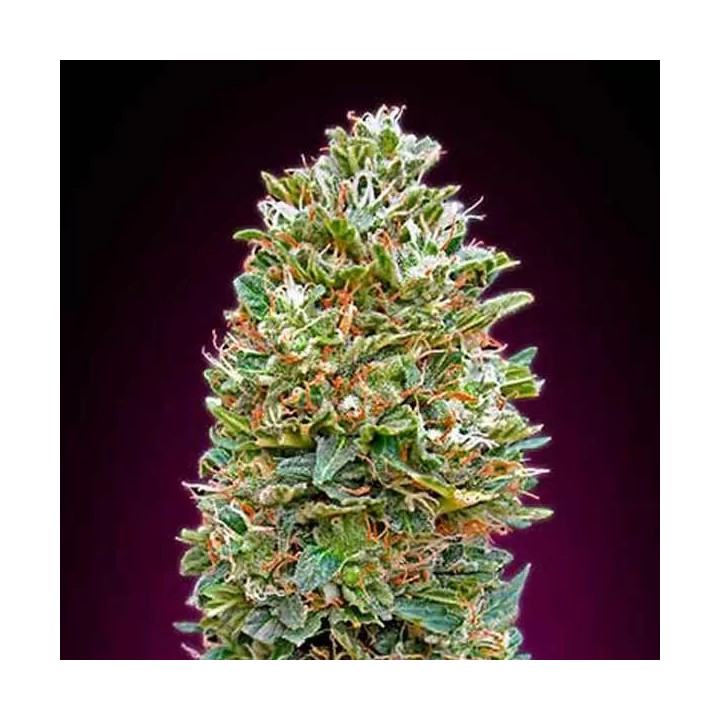 Auto Bubble Gum00 Seeds Bank Autofloreciente