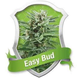  Easy Bud Auto【Royal Queen Seeds】