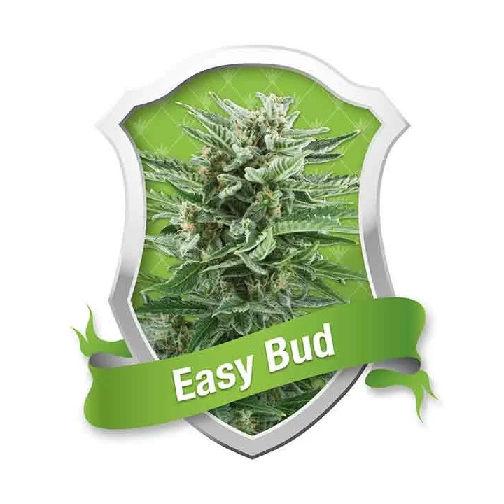 Easy Bud AutoRoyal Queen Seeds