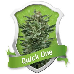 QUICK ONE AUTO