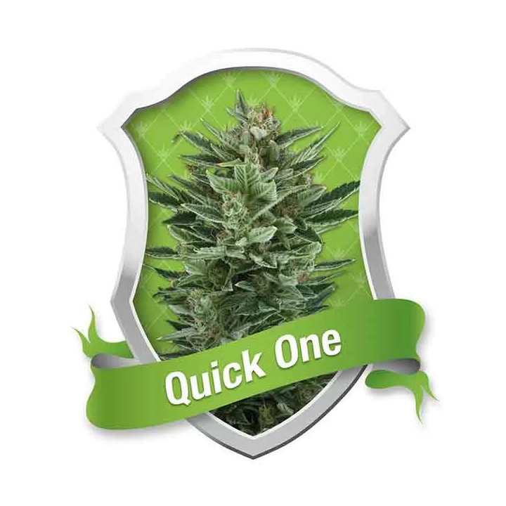 Quick One AutoRoyal Queen Seeds