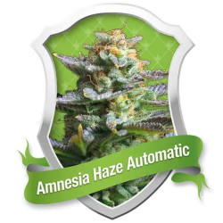 AMNESIA HAZE AUTO