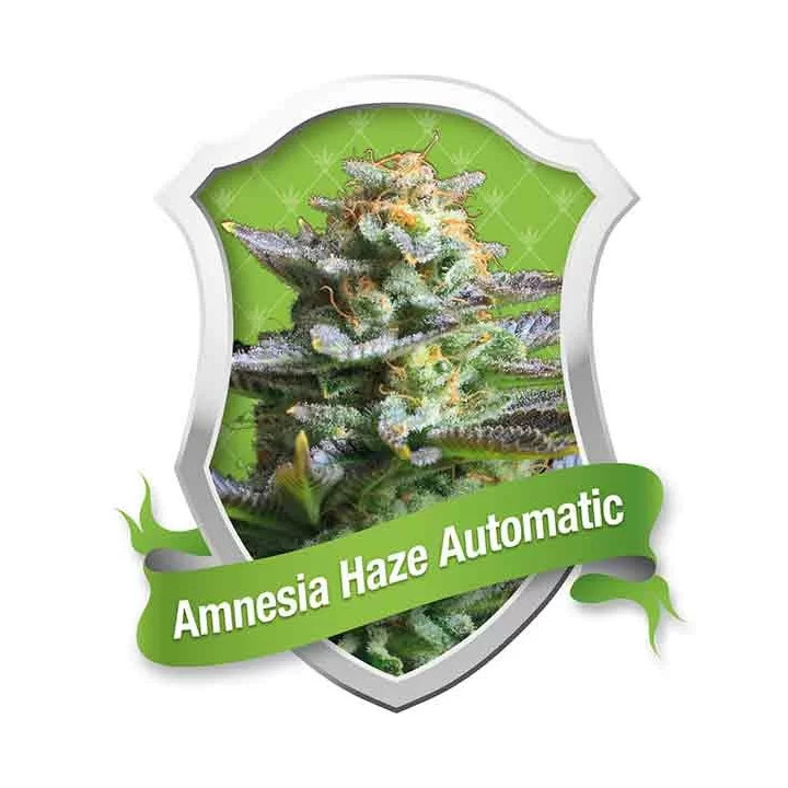 Amnesia Haze AutoRoyal Queen Seeds