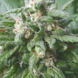  Biddy Early Feminizada【Serious Seeds】
