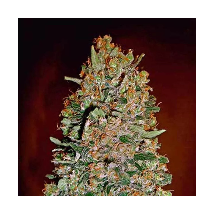 Auto Chocolate Skunk【00 Seeds Bank Autofloreciente】