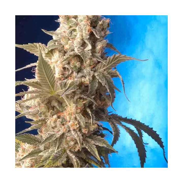 AK-47 RegularSerious Seeds
