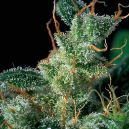  Kali Mist Regular【Serious Seeds】