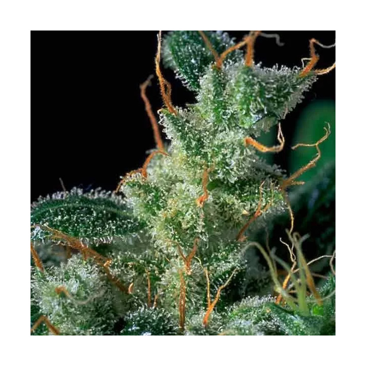  Kali Mist Regular【Serious Seeds】