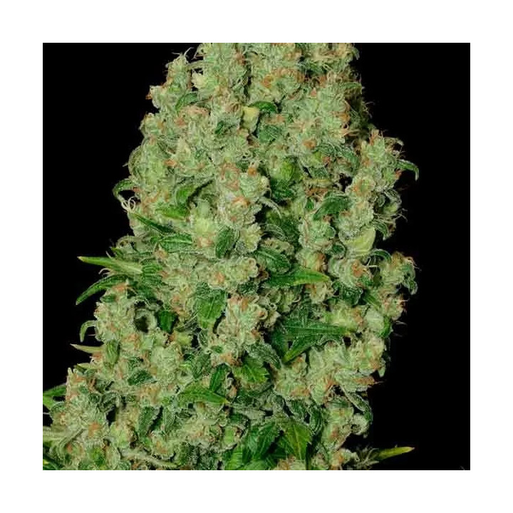 White Russian RegularSerious Seeds