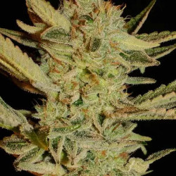 BUBBLE GUM REGULAR