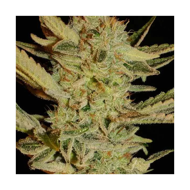 Bubble Gum RegularSerious Seeds