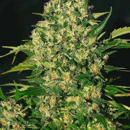  Chronic Regular【Serious Seeds】