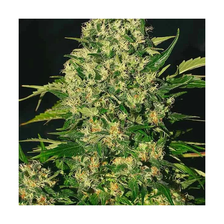 Chronic RegularSerious Seeds