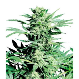 Shiva Skunk Feminizada 【Sensi Seeds】