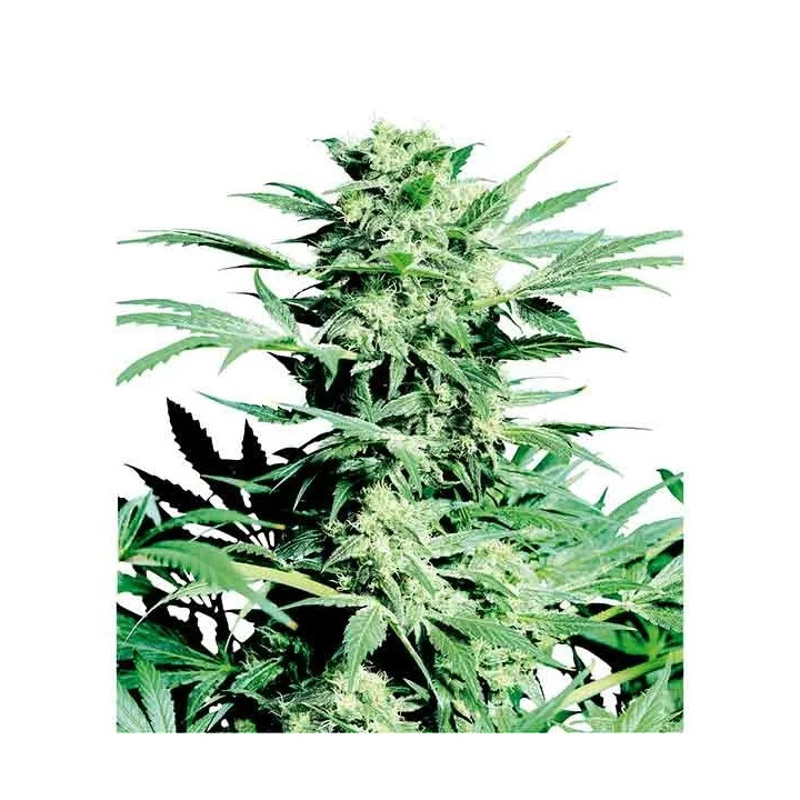 Shiva Skunk Feminizada 【Sensi Seeds】