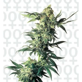  Northern Lights Regular 【Sensi Seeds】