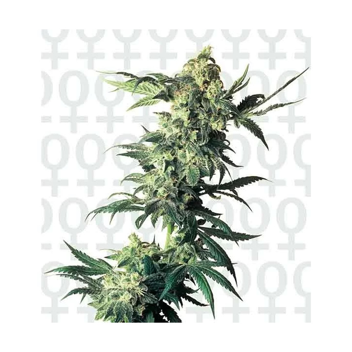  Northern Lights Regular 【Sensi Seeds】