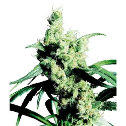 SILVER HAZE REGULAR