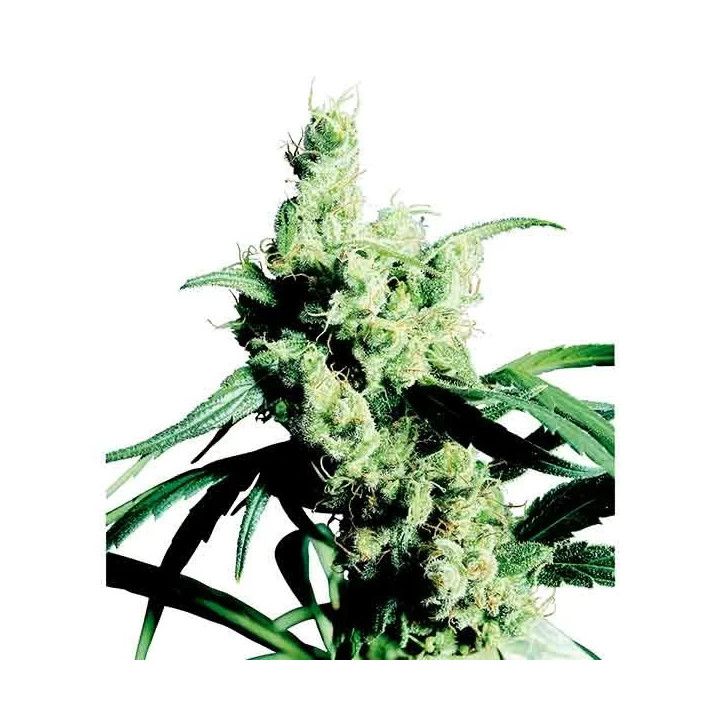 Silver Haze Regular Sensi Seeds