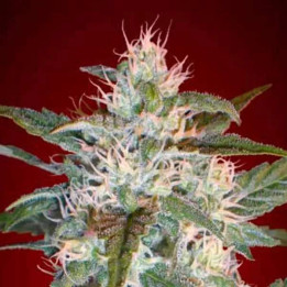 Kaya 47 Feminizada 【Advanced Seeds】