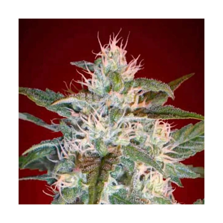 Kaya 47 Feminizada Advanced Seeds