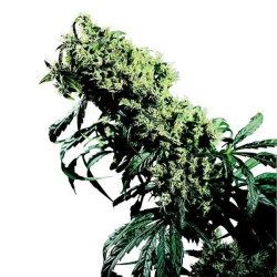 NORTHERN LIGHTS 5 x HAZE REGULAR