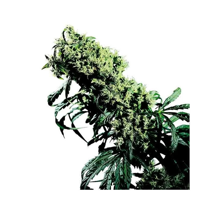 Northern Lights #5 x Haze Regular Sensi Seeds