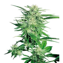  Big Bud Regular 【Sensi Seeds】