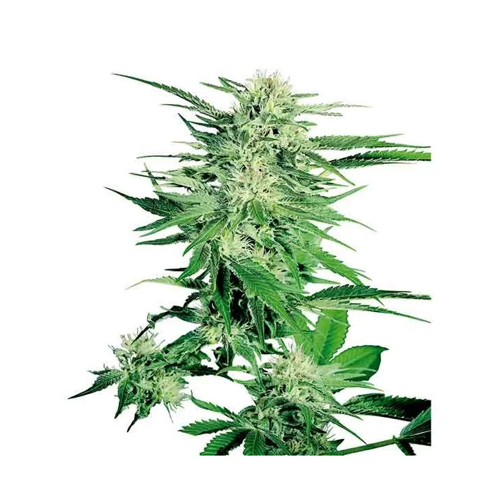 Big Bud Regular Sensi Seeds