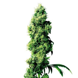  Four Way Regular 【Sensi Seeds】