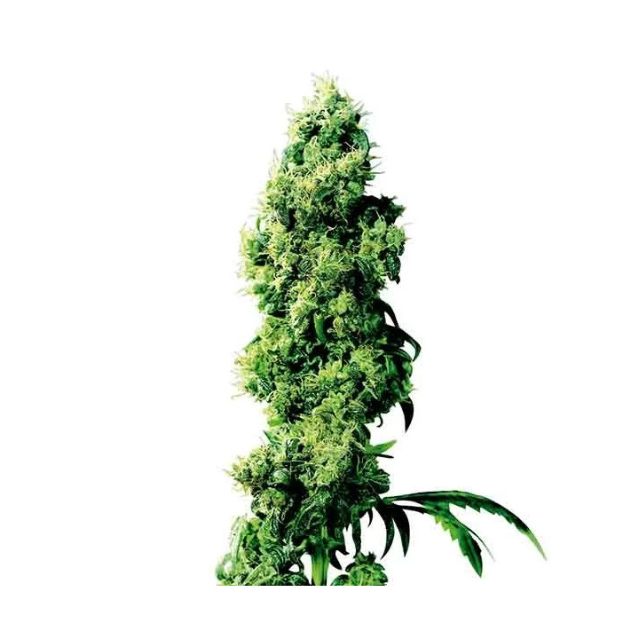 Four Way Regular Sensi Seeds