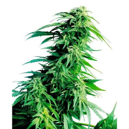  Hindu Kush Regular 【Sensi Seeds】