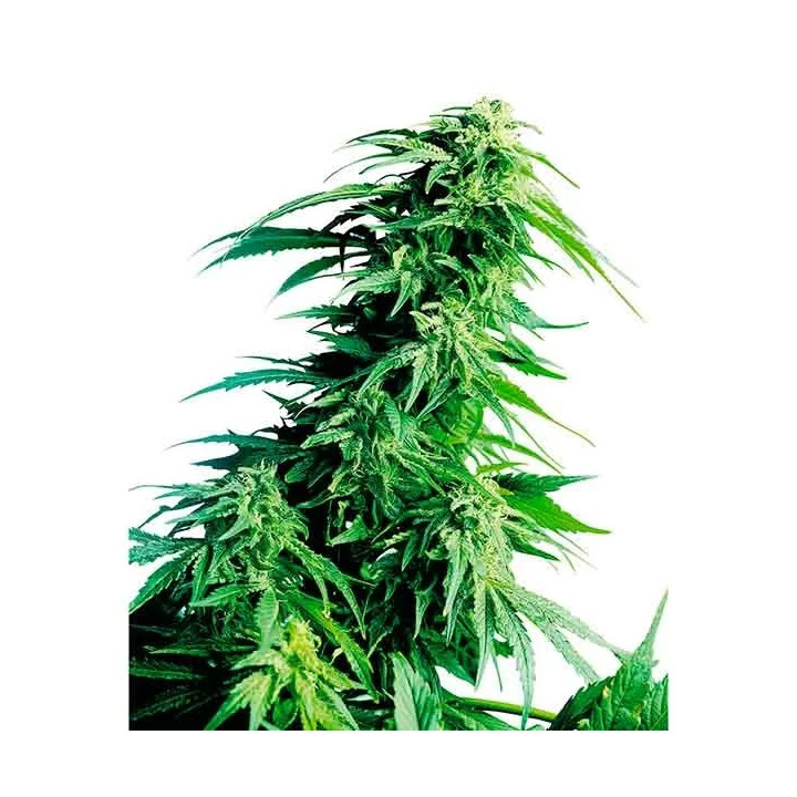 Hindu Kush Regular Sensi Seeds